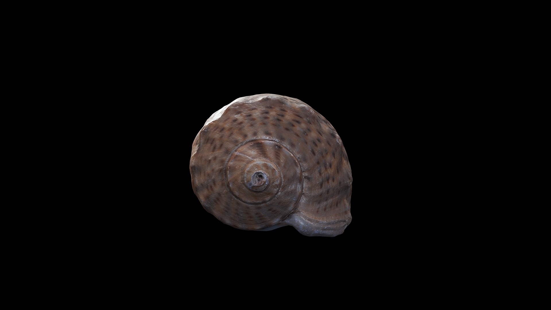 Anydrafts Sea snail 08 Low-poly 3D model_4