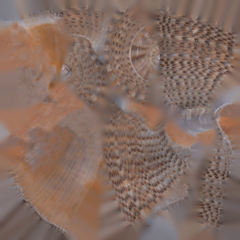 Anydrafts Sea snail 08 Low-poly 3D model_1