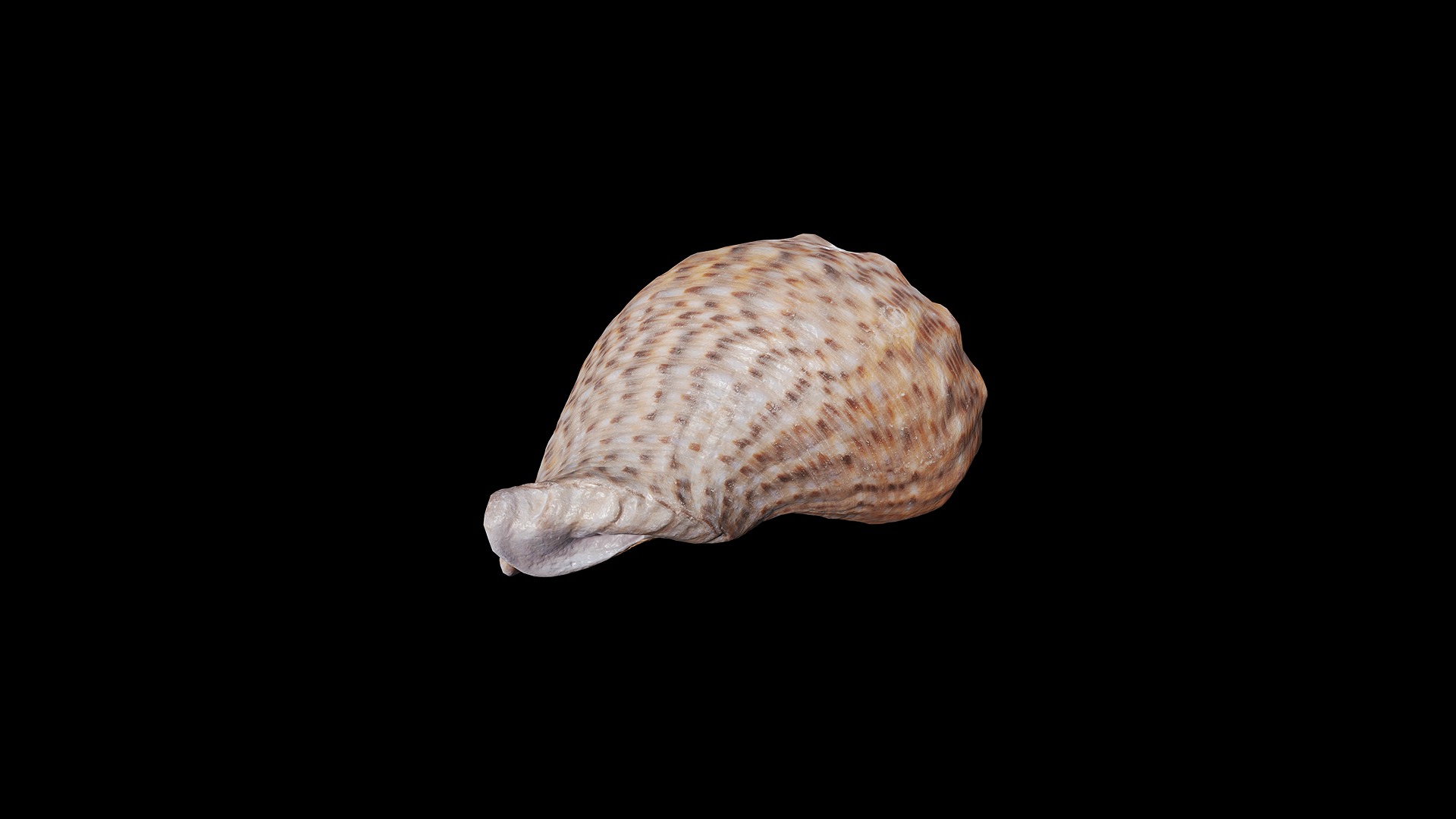 Anydrafts Sea snail 08 Low-poly 3D model_6