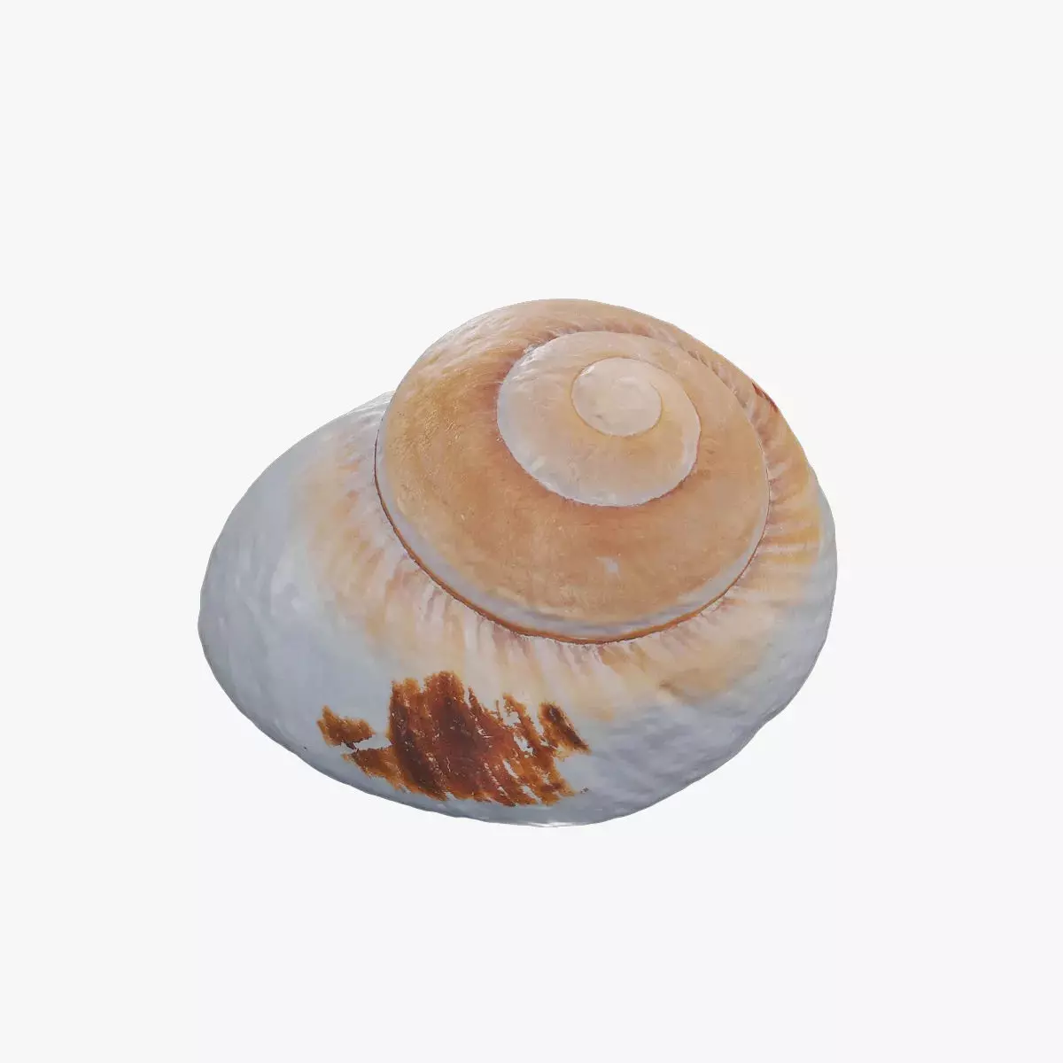 Anydrafts Sea snail 09 Low-poly 3D model_0