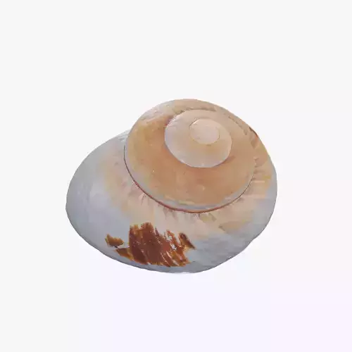 Anydrafts Sea snail 09