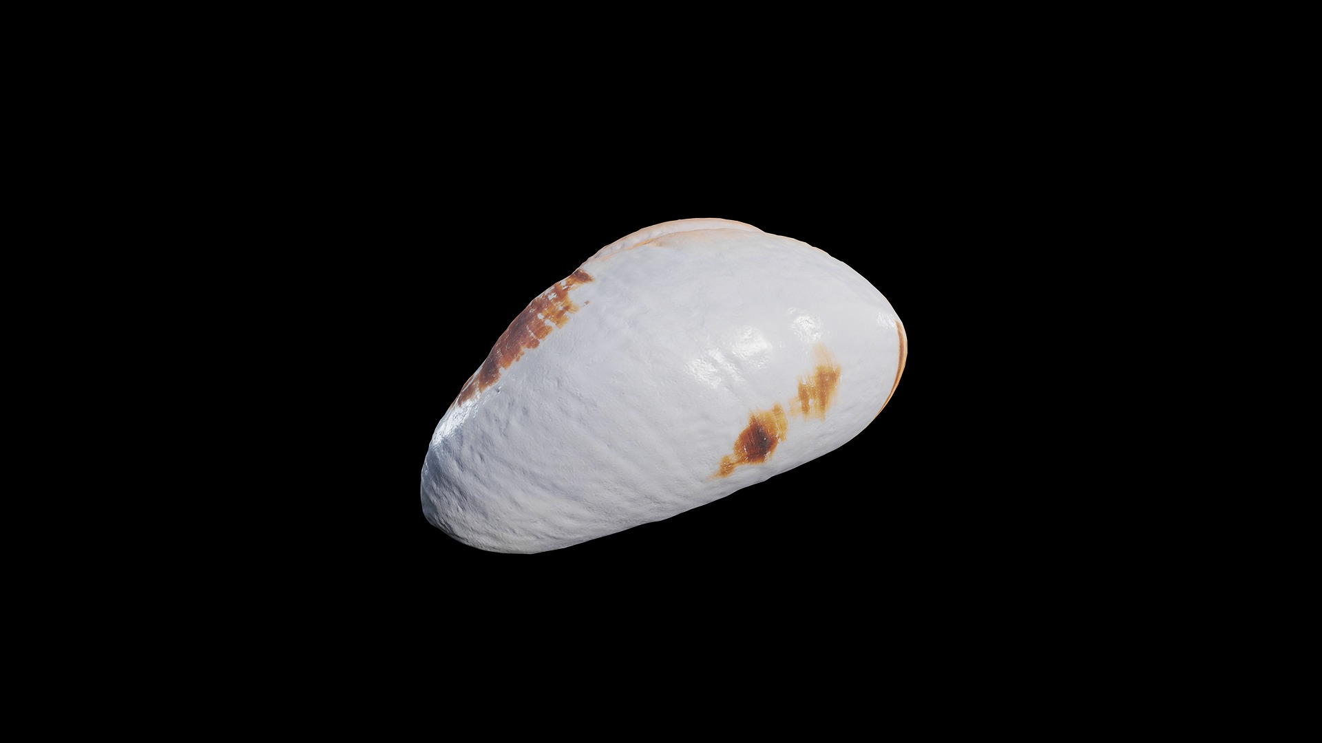 Anydrafts Sea snail 09 Low-poly 3D model_4