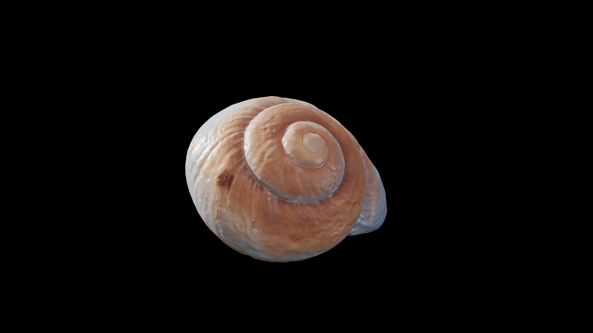 Anydrafts Sea snail 09 Low-poly 3D model_2
