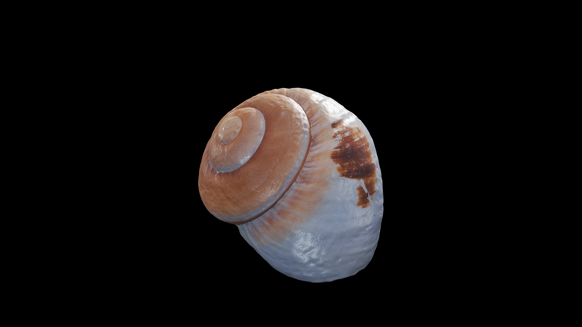 Anydrafts Sea snail 09 Low-poly 3D model_7