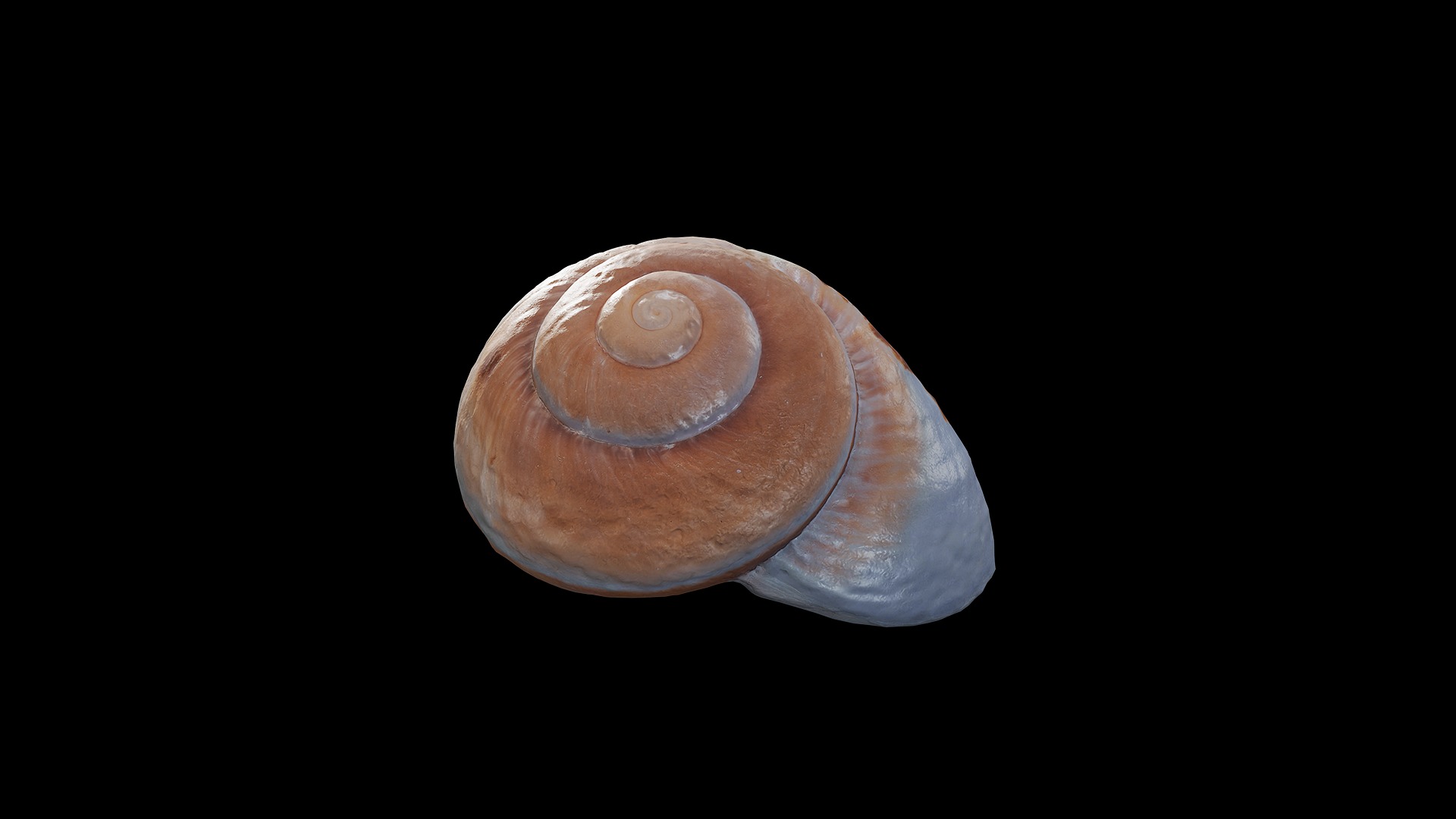 Anydrafts Sea snail 09 Low-poly 3D model_5