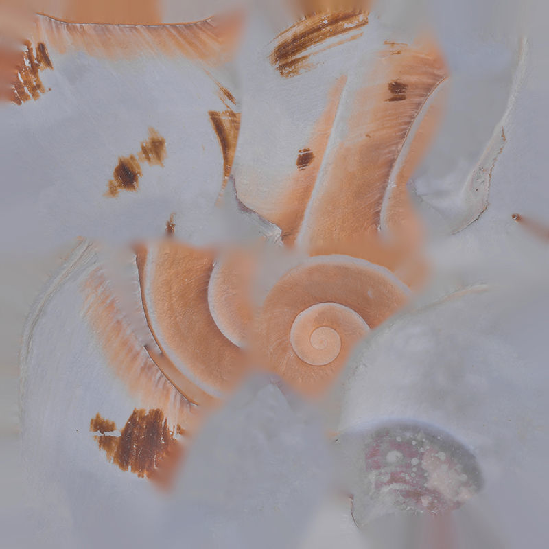 Anydrafts Sea snail 09 Low-poly 3D model_1