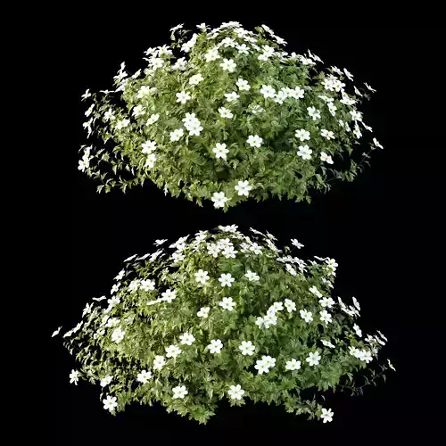 romneya coulter Plant 03