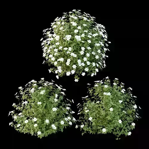 romneya coulter Plant 04 