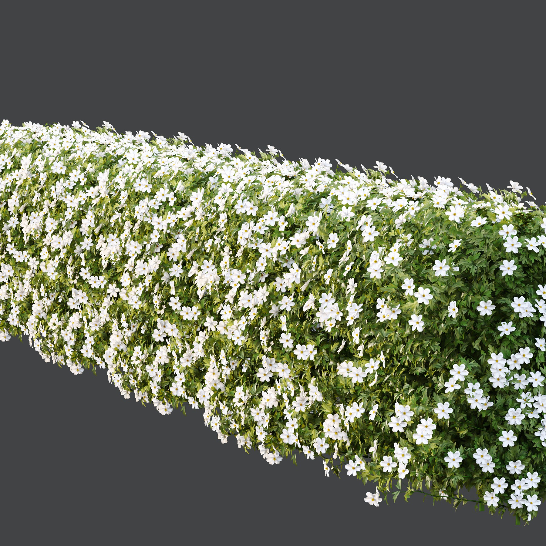 romneya coulter Plant 05 3D model_2