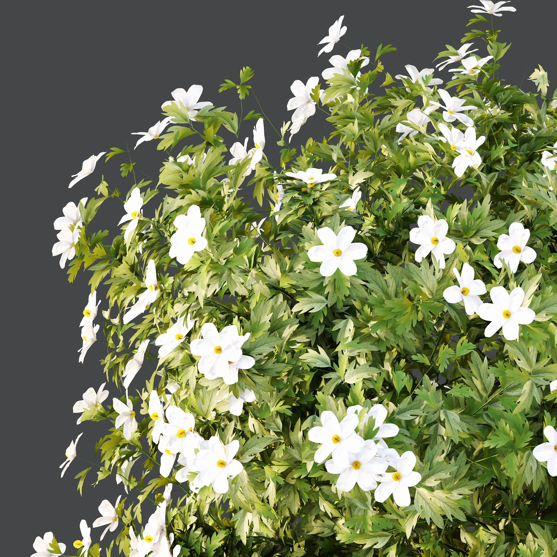 romneya coulter Plant 05 3D model_1