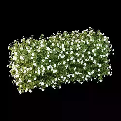 romneya coulter Plant 05 3D model