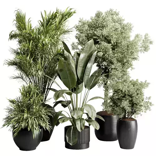 Trees Palm in a Concrete Pot - Indoor plant set 571