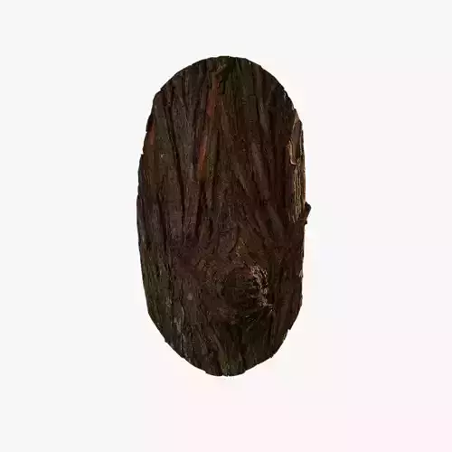 Anydrafts Taxodium ascendens Burl 05