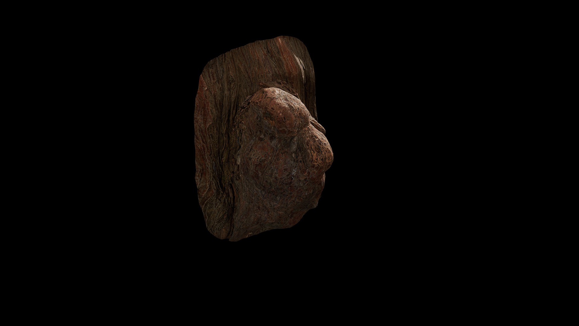 Anydrafts Taxodium ascendens Burl 06 Low-poly 3D model_8