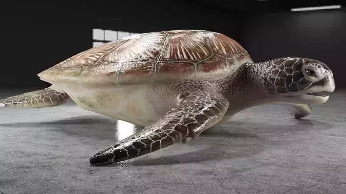 Turtle Low-poly 3D model