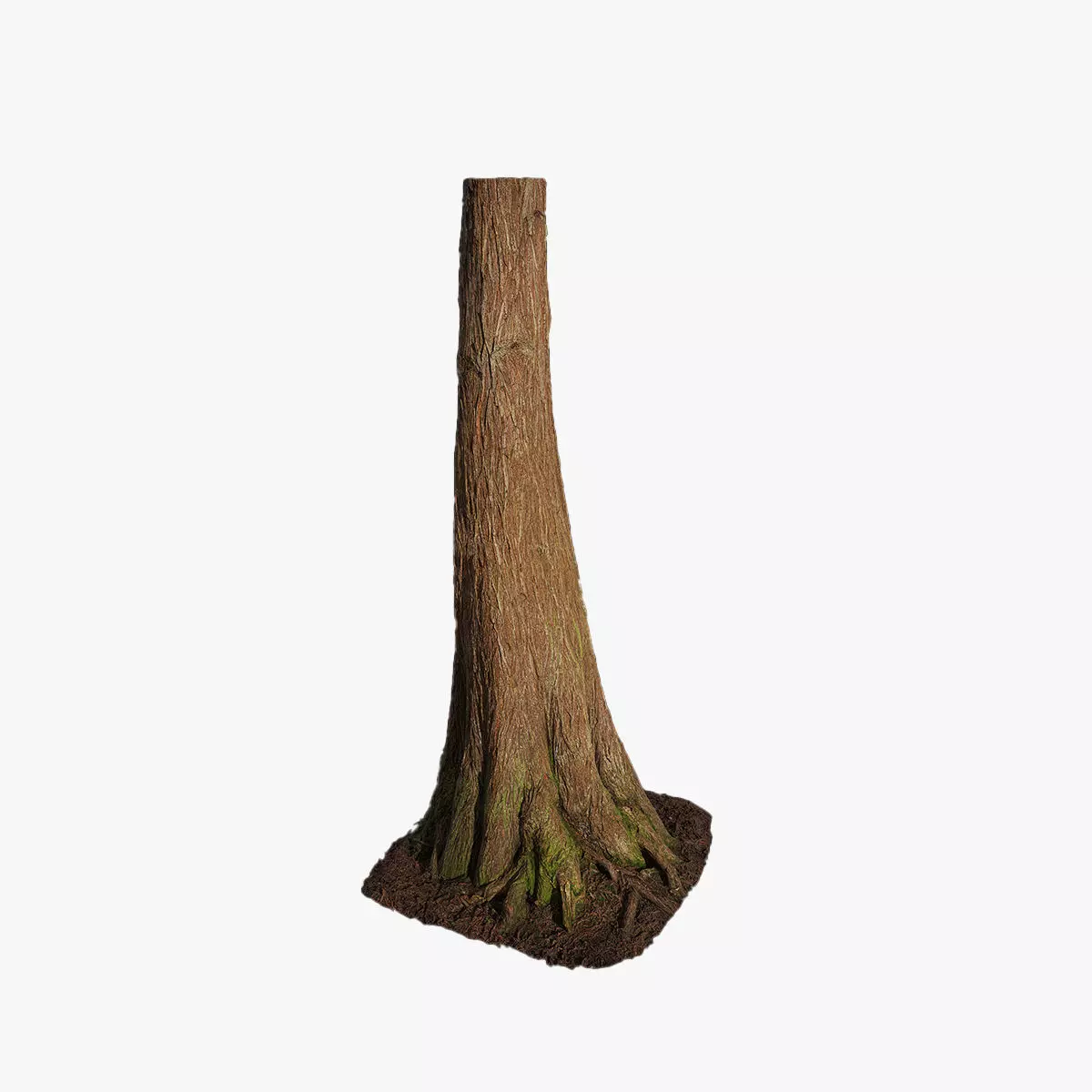 Anydrafts Taxodium ascendens Trunk 02 Low-poly 3D model