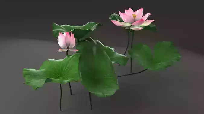 lotus