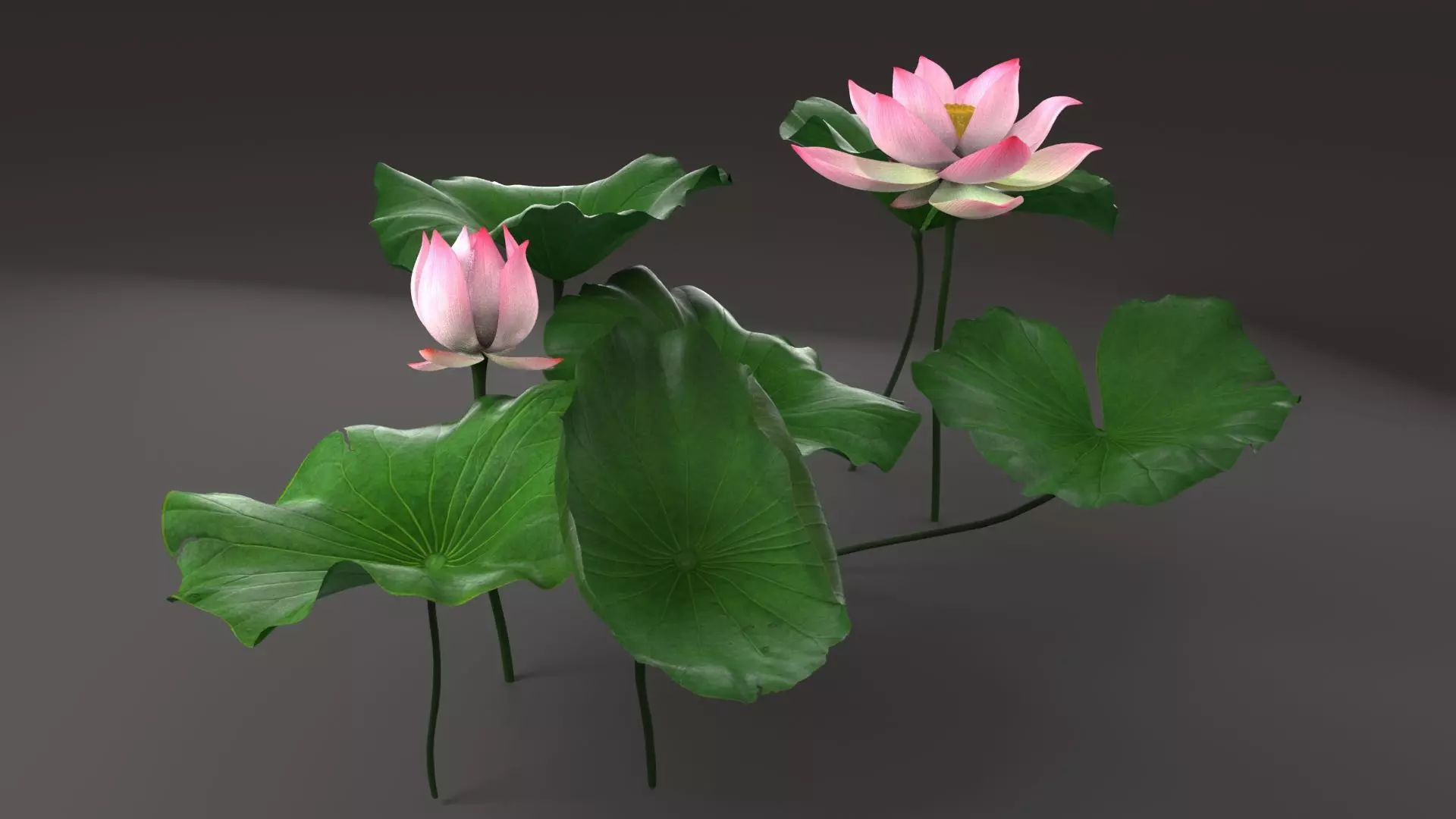 lotus 3D model_0