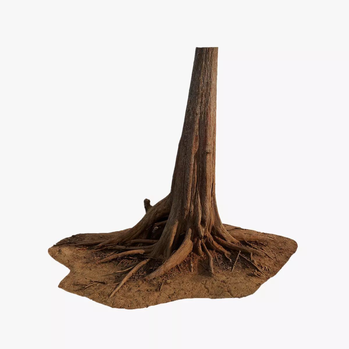 Anydrafts Taxodium ascendens Trunk 06 Low-poly 3D model