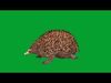 Echidna Low-poly 3D model_1