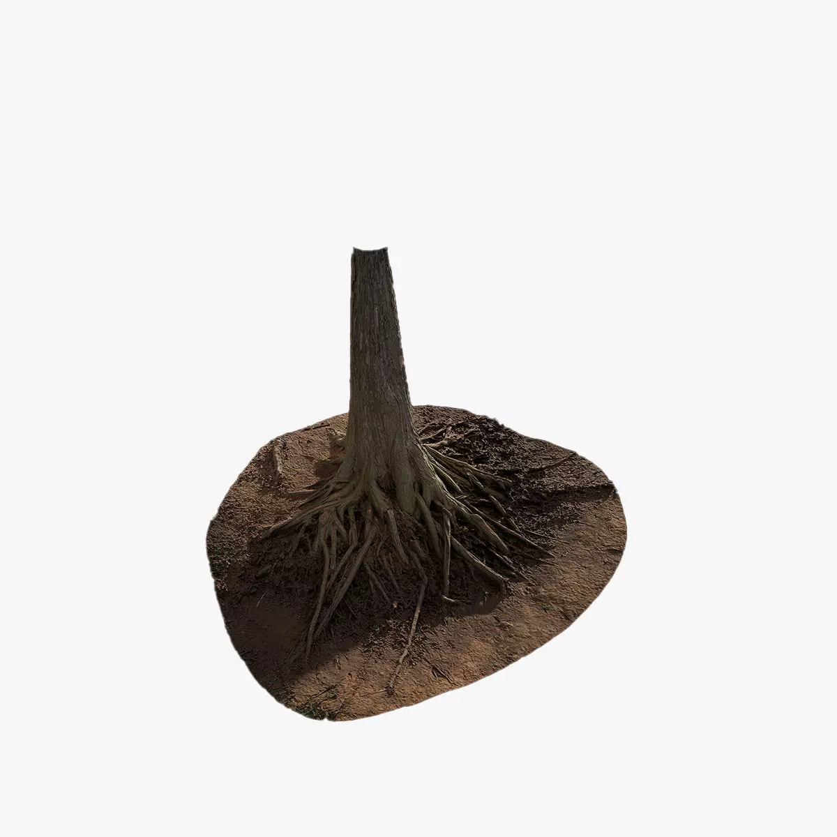 Anydrafts Taxodium ascendens Trunk 08 Low-poly 3D model