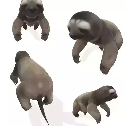 Chill the Stylized Sloth 3D model