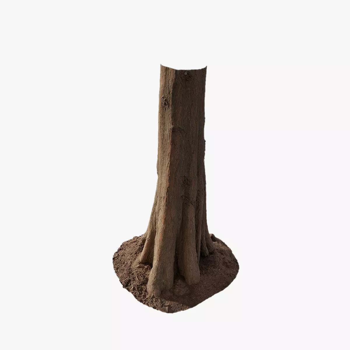 Anydrafts Taxodium ascendens Trunk 12 Low-poly 3D model