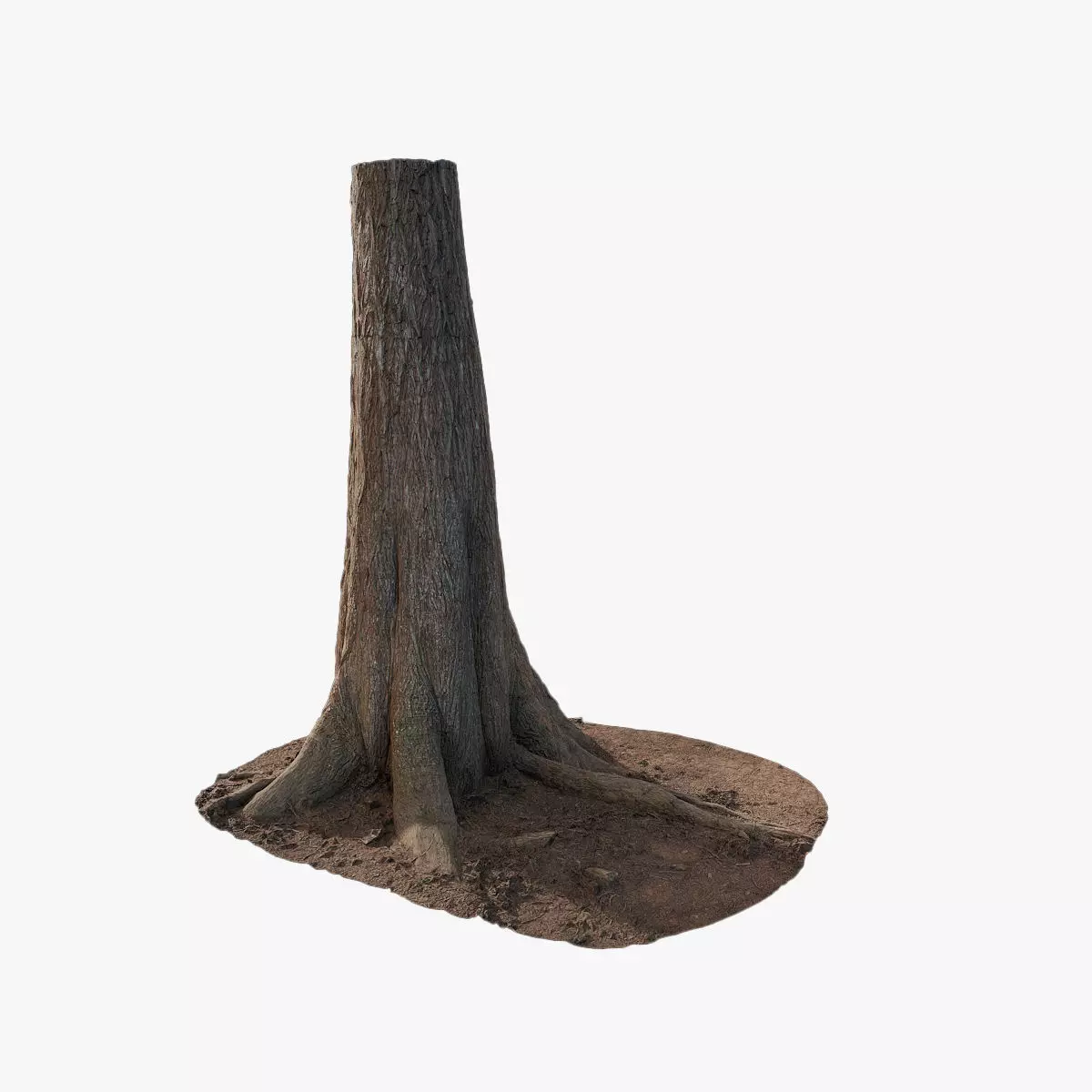 Anydrafts Taxodium ascendens Trunk 13 Low-poly 3D model