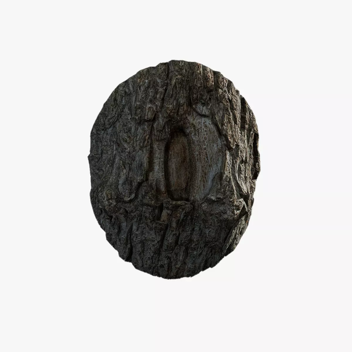 Anydrafts Toxicodendron vernicifluum Burl 01 Low-poly 3D model