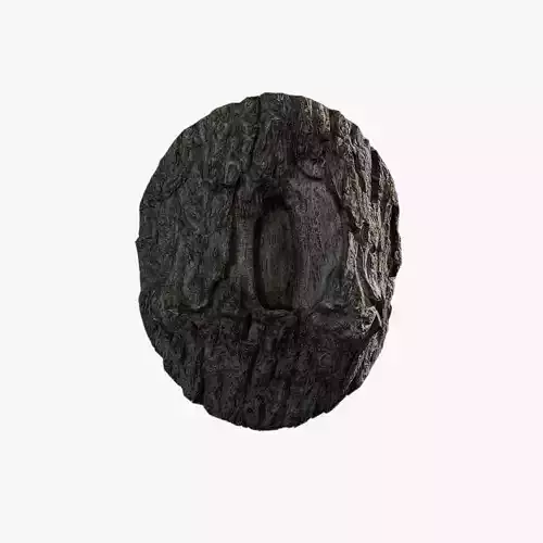 Anydrafts Toxicodendron vernicifluum Burl 01
