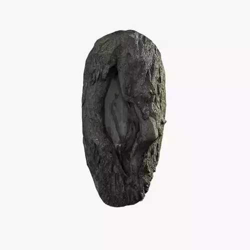Anydrafts Toxicodendron vernicifluum Burl 02