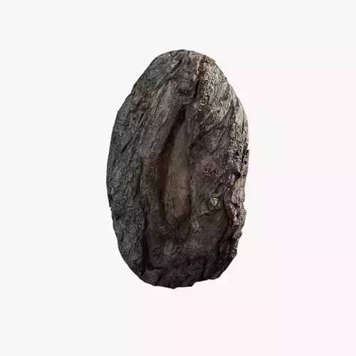 Anydrafts Toxicodendron vernicifluum Burl 04