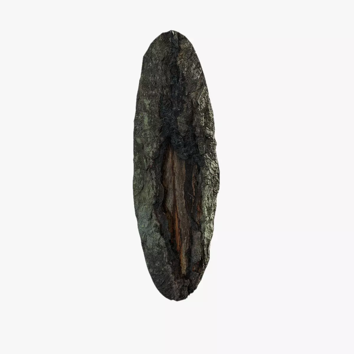 Anydrafts Toxicodendron vernicifluum Burl 06 Low-poly 3D model