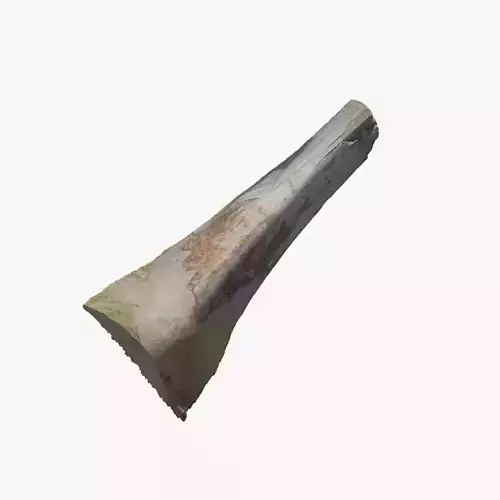 Anydrafts Trachycarpus fortunei 01