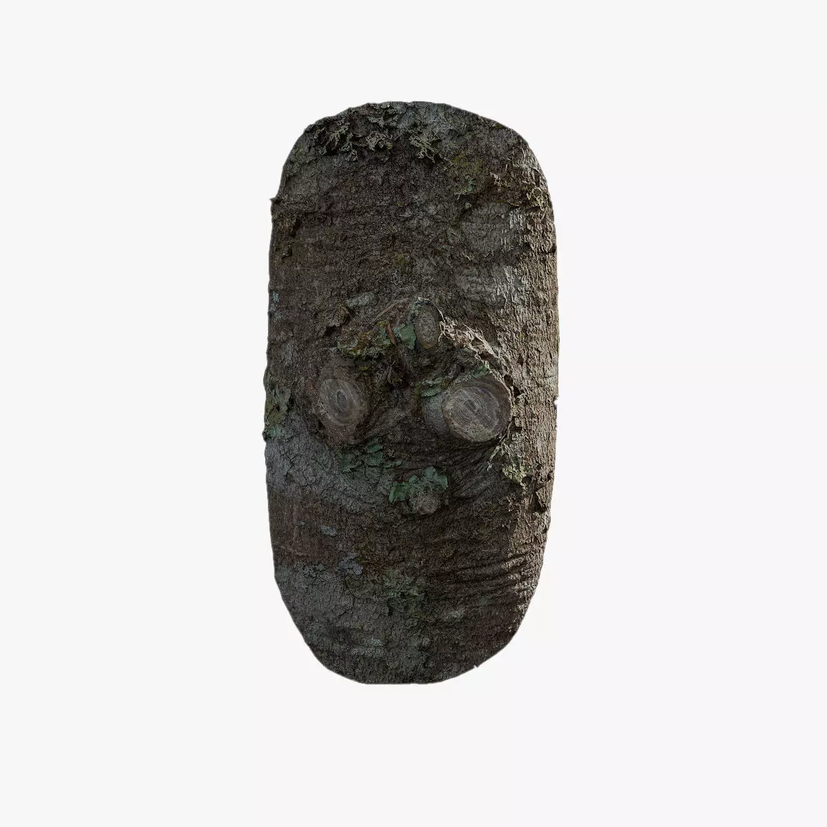 Anydrafts Tsuga chinensis Burl 01 Low-poly 3D model