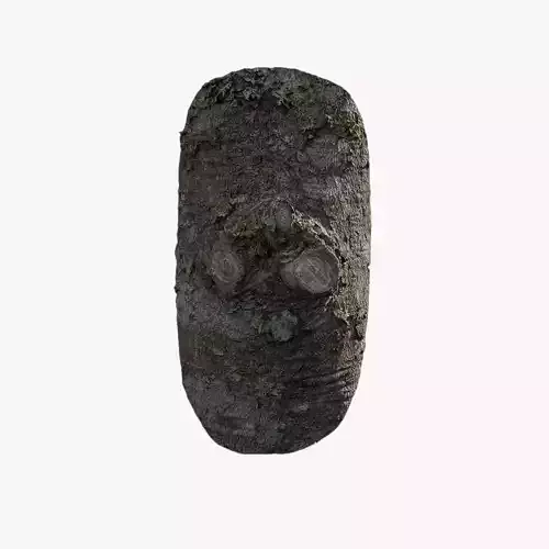 Anydrafts Tsuga chinensis Burl 01