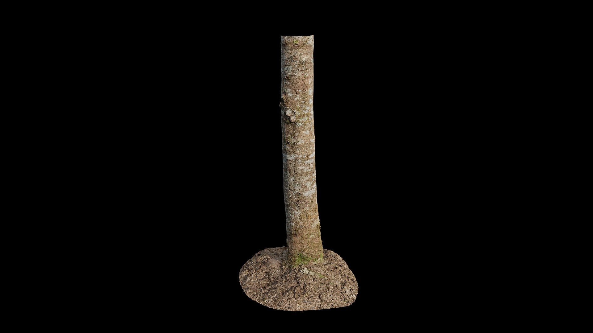 Anydrafts Tsuga chinensis Trunk 01 Low-poly 3D model_2