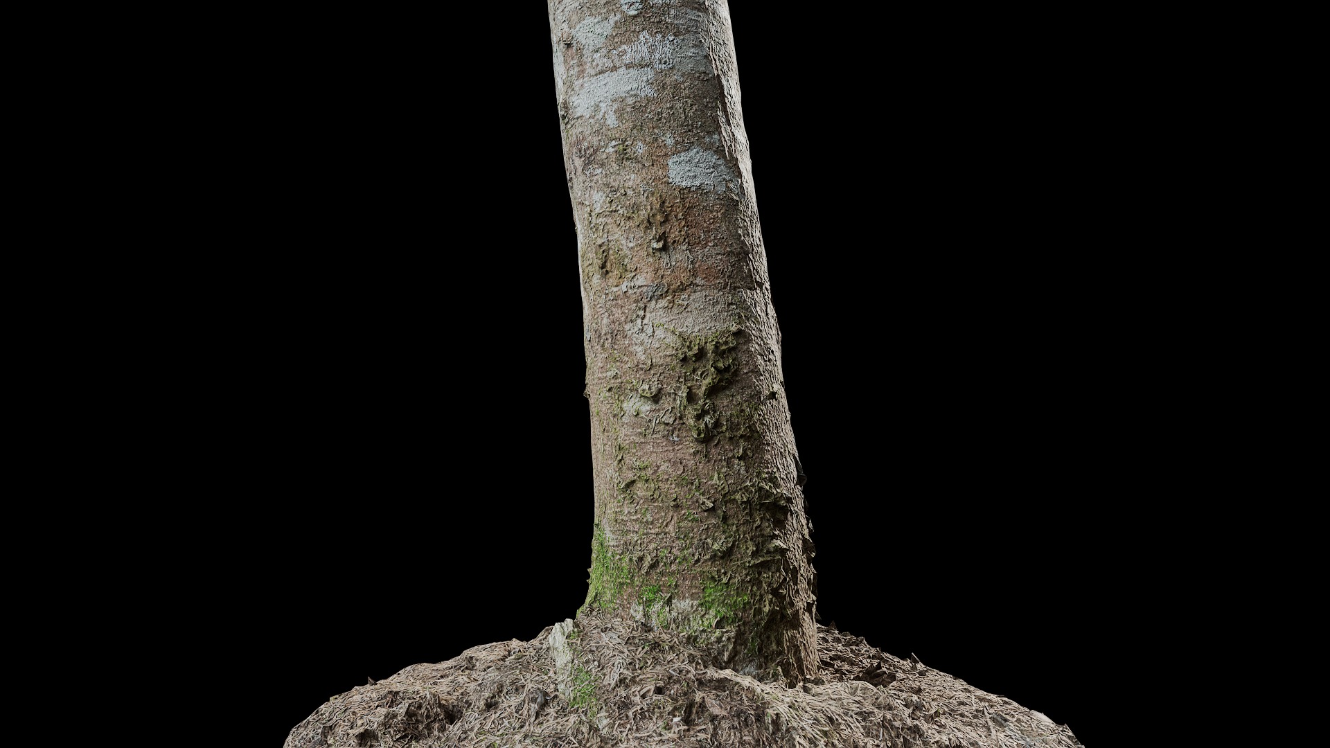 Anydrafts Tsuga chinensis Trunk 01 Low-poly 3D model_7