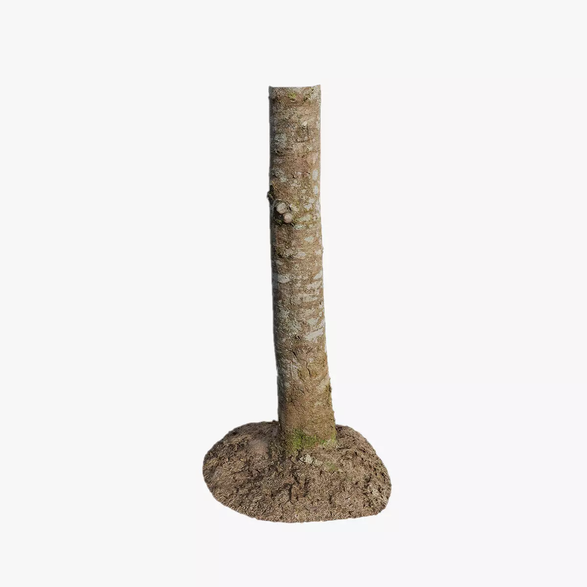 Anydrafts Tsuga chinensis Trunk 01 Low-poly 3D model_0