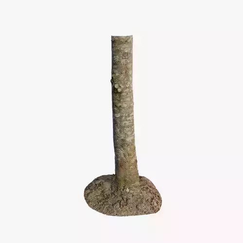 Anydrafts Tsuga chinensis Trunk 01