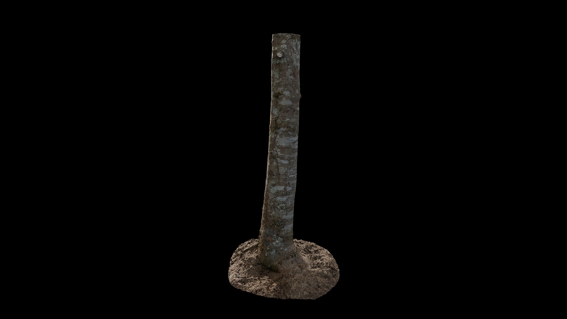 Anydrafts Tsuga chinensis Trunk 01 Low-poly 3D model_4