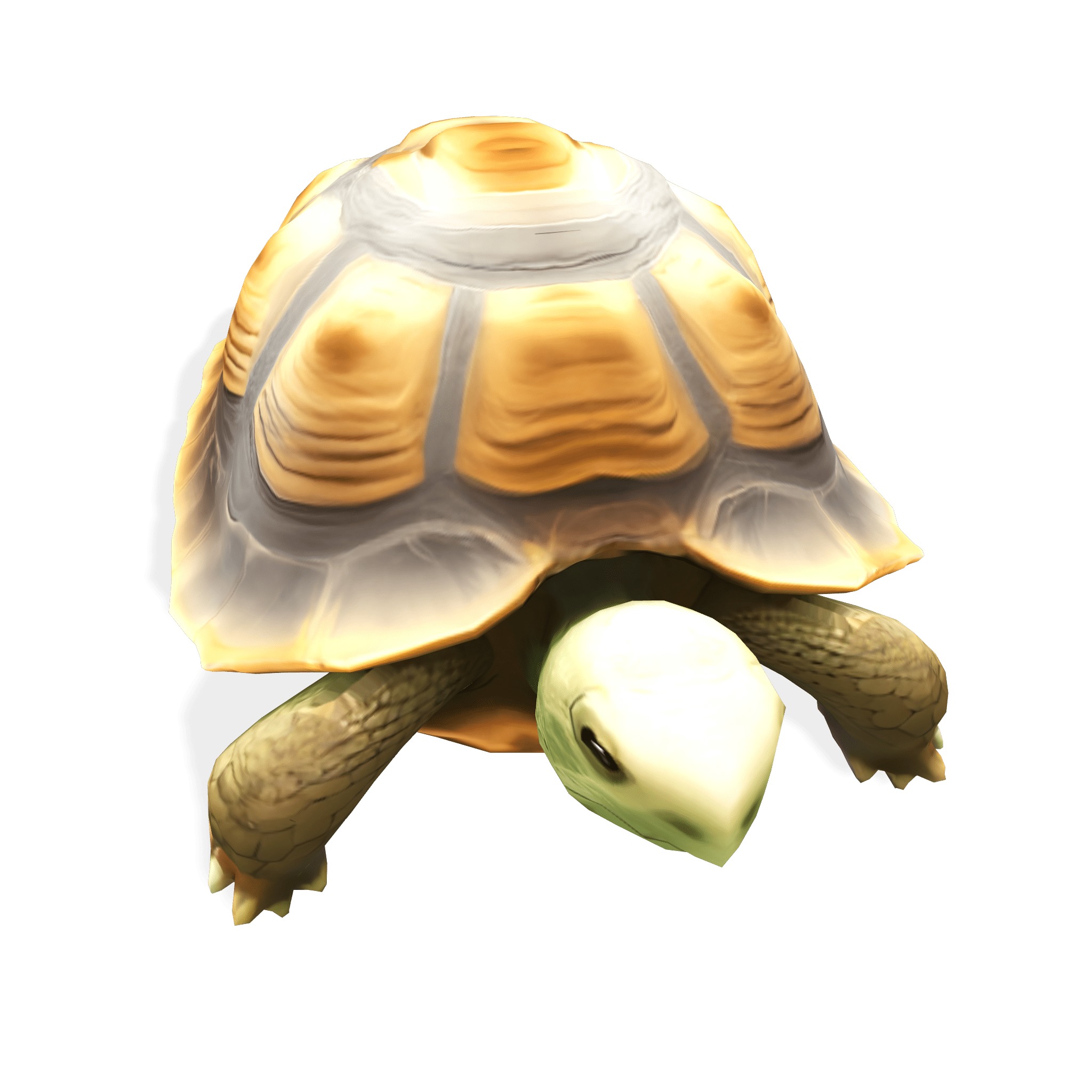 Stylized Tortoise 3D model_6