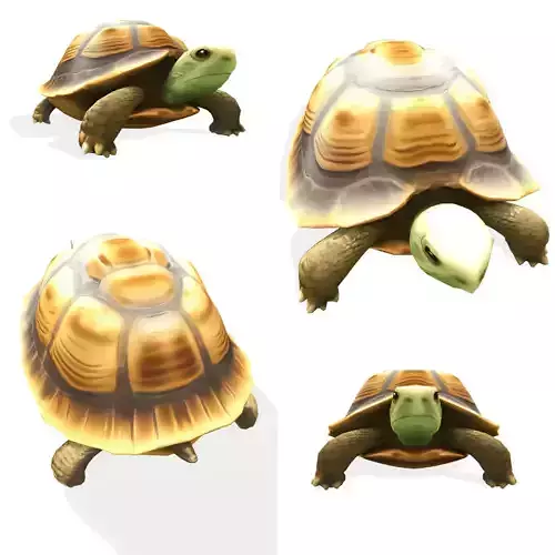 Stylized Tortoise 3D model