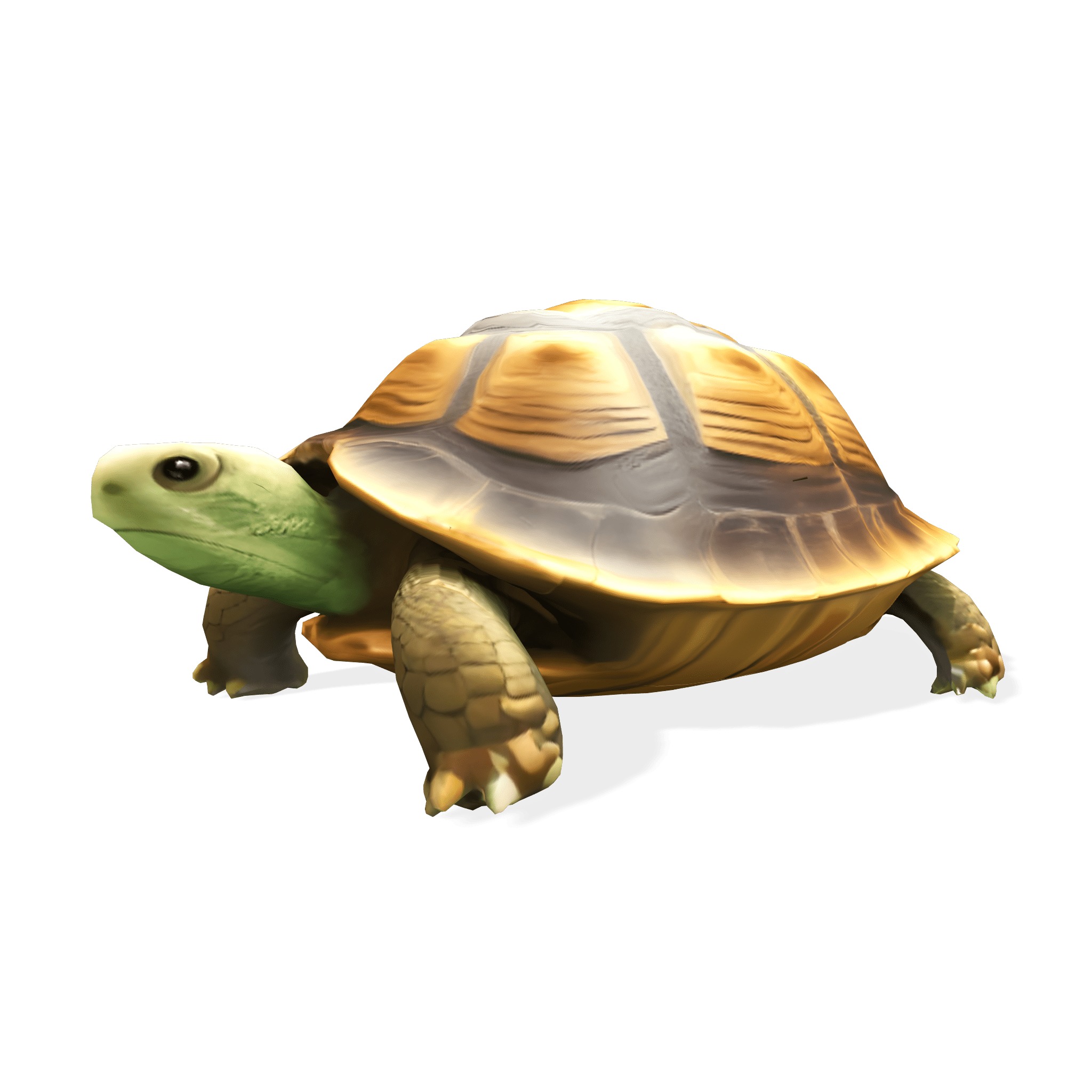 Stylized Tortoise 3D model_3