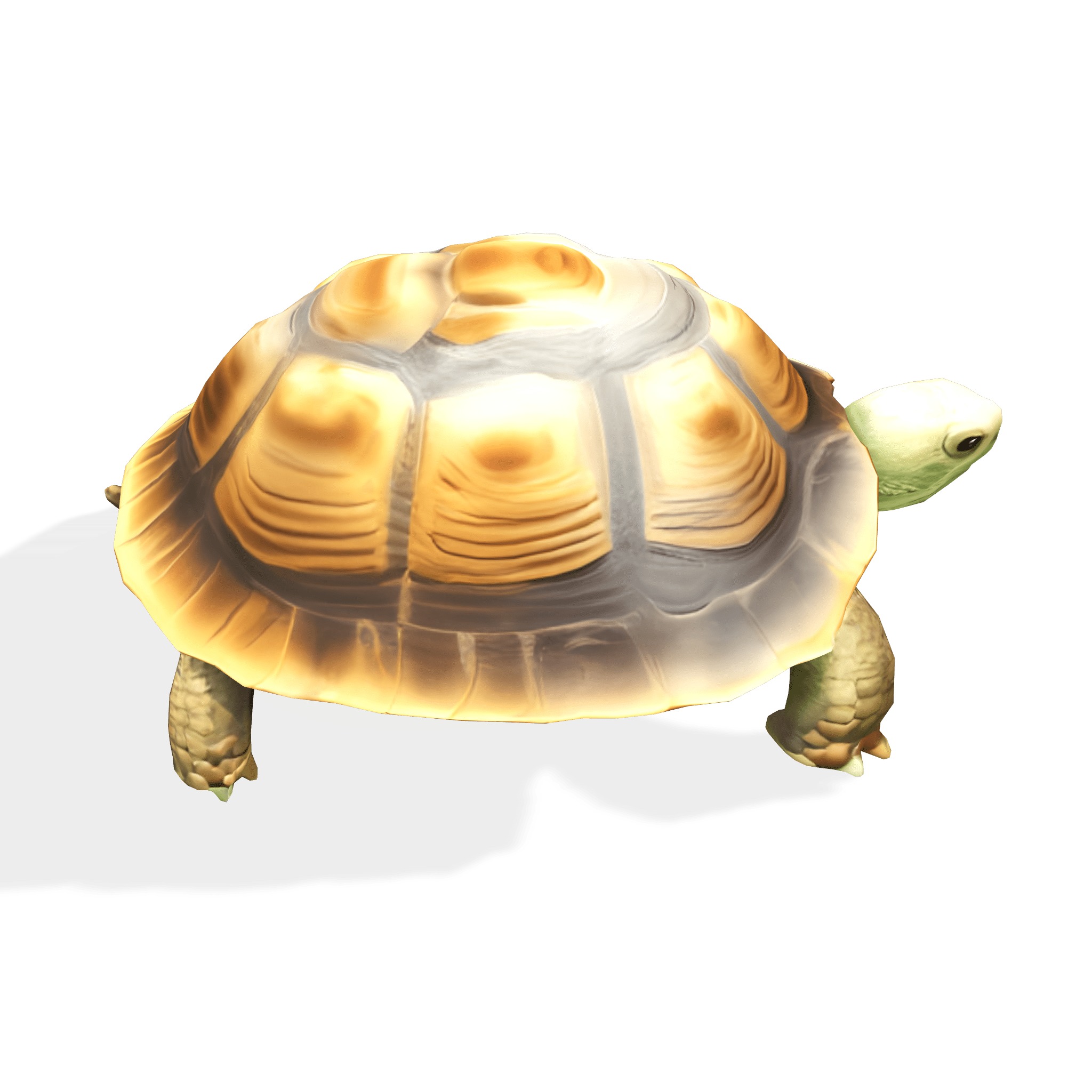 Stylized Tortoise 3D model_8