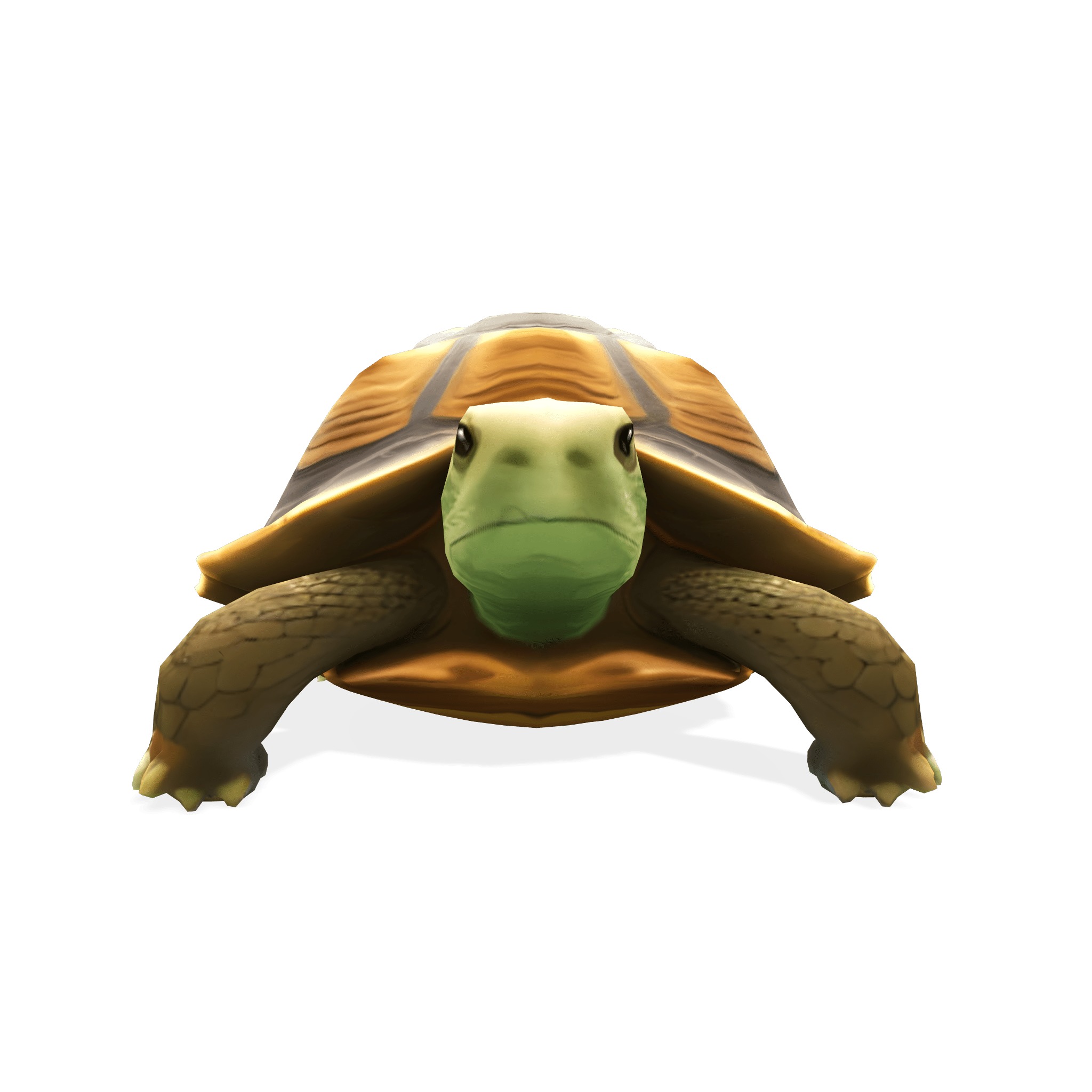 Stylized Tortoise 3D model_5