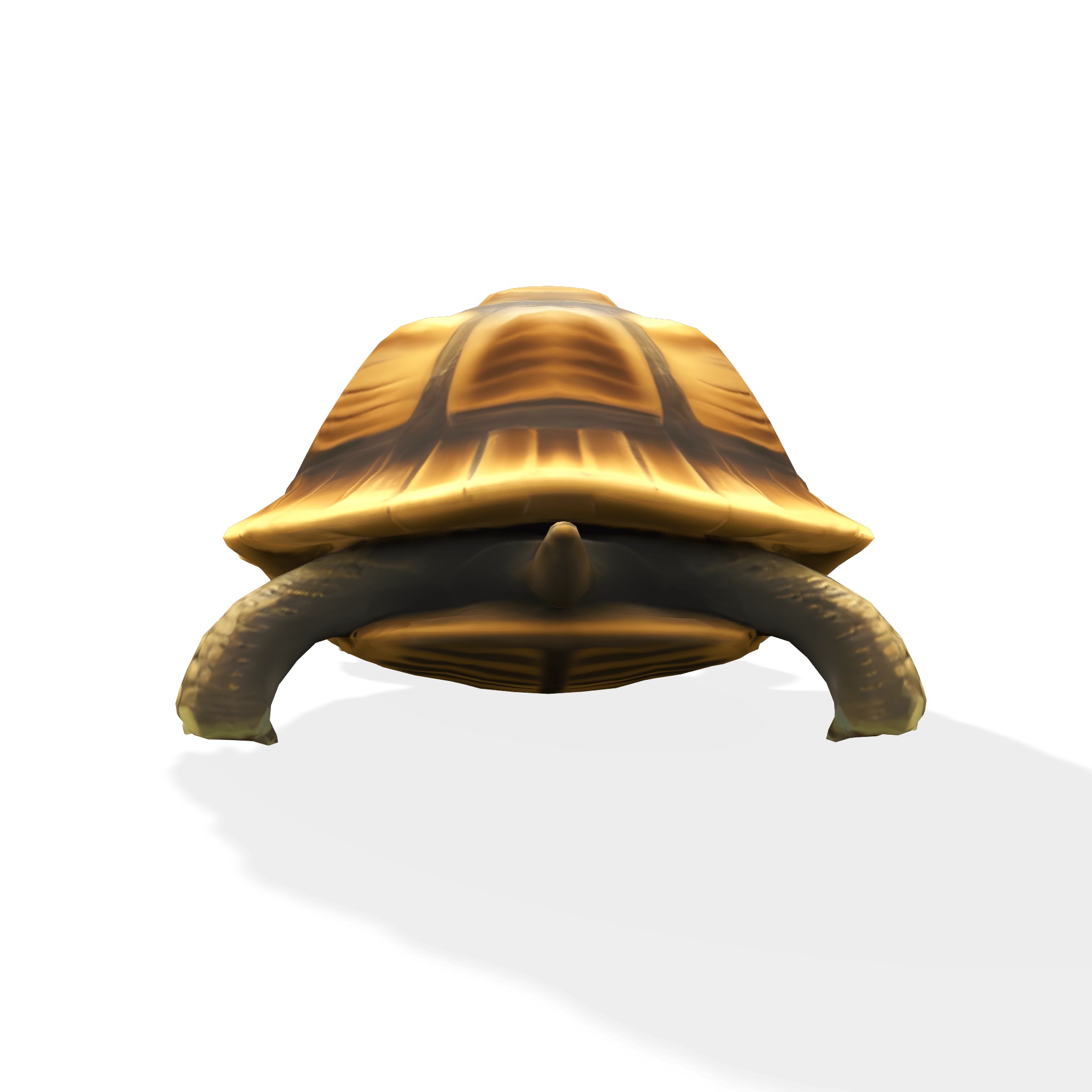 Stylized Tortoise 3D model_2
