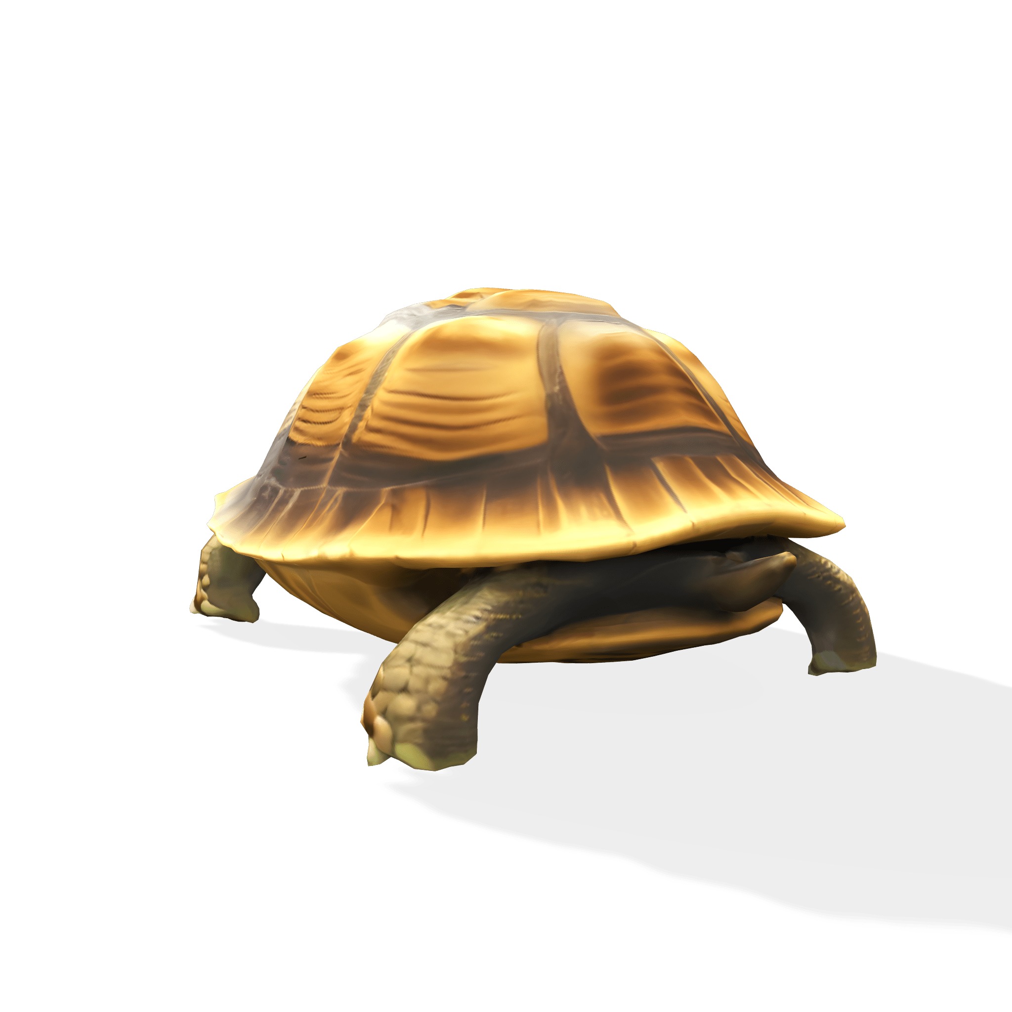 Stylized Tortoise 3D model_4