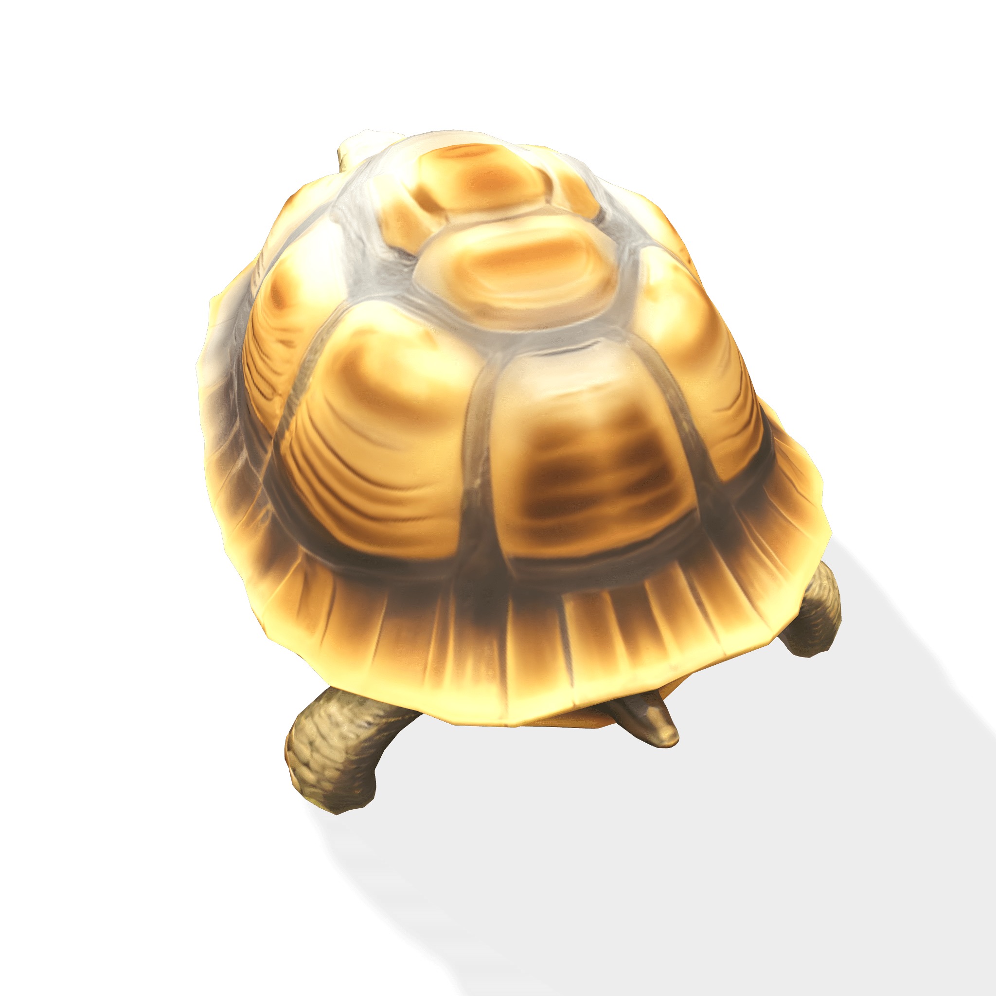 Stylized Tortoise 3D model_7