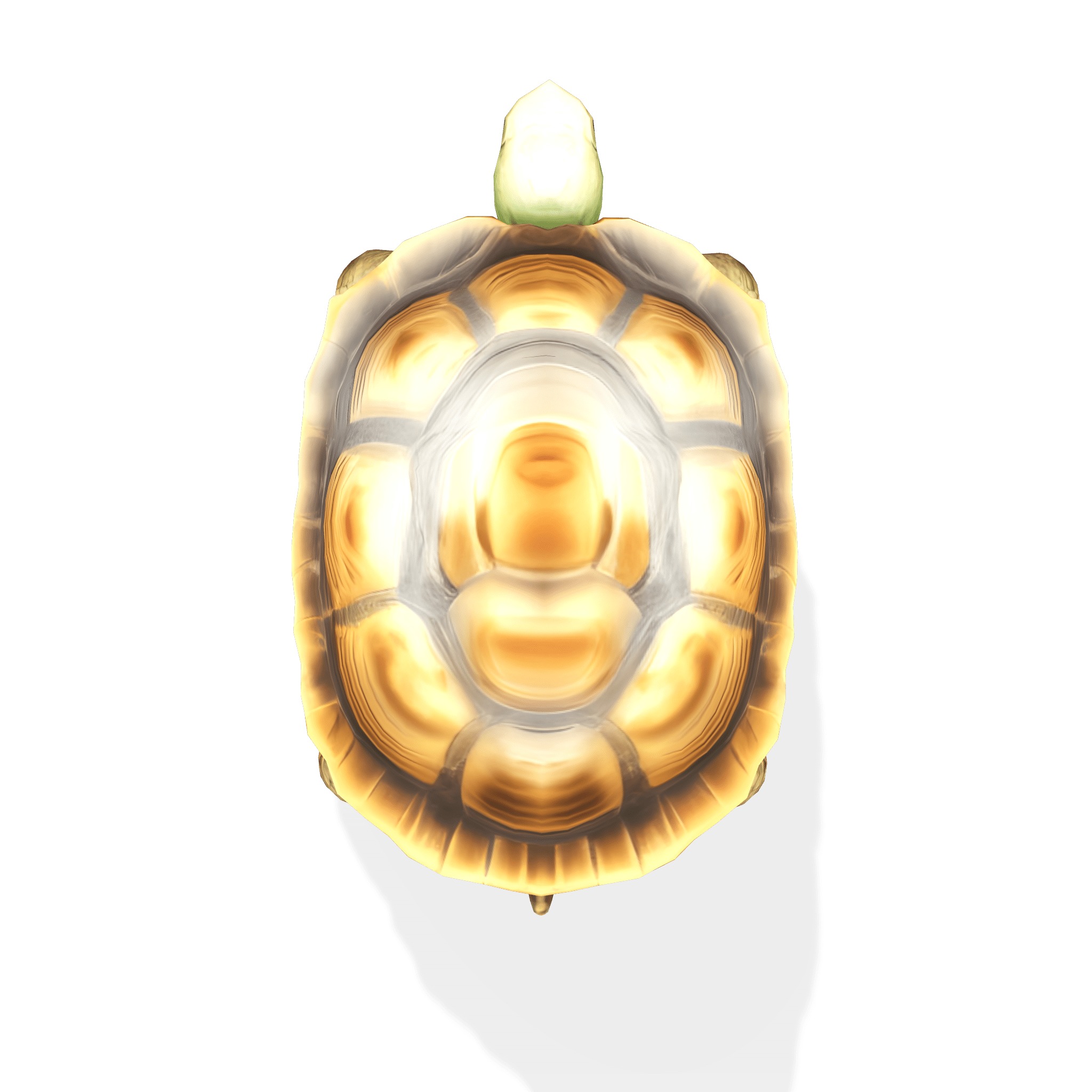 Stylized Tortoise 3D model_9